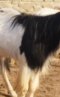 بز نر