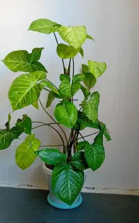 گل آپارتمانی