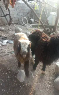 بره