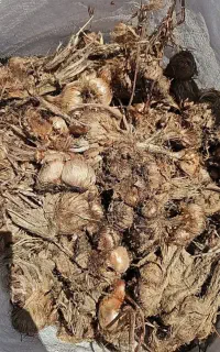 بذر درجه یک زعفران فاروج