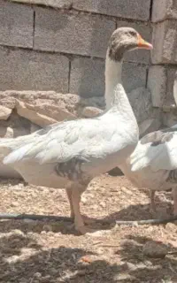 دو عدد غاز نروماده سالم