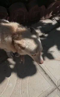 سگ پاکوتا