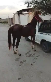 مادیون قدبلند وسواریدار