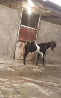 نر بز پاکستانی هیکلی