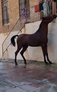 اسب کورد مادیان