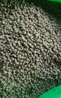 عدس بوجاری شده