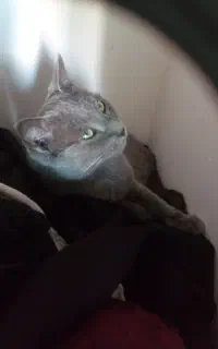 گربه راشن بلو