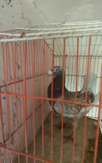 کبوتر کفتر