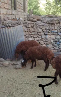 بره قوچ همو و هترو