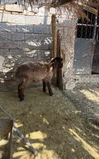 بره ماده