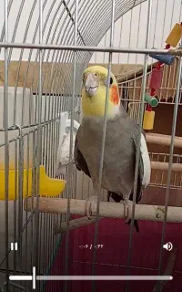 عروس هلندی گم شده
