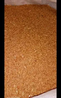 گندم مهرگان تمیز