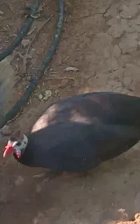 مرغ شاخدار