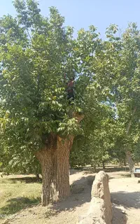خرید چوب درختان