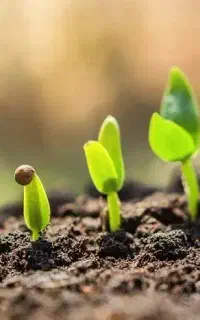 جایگزین کود های شیمیایی رسید کپشن رو مطالعه کنید