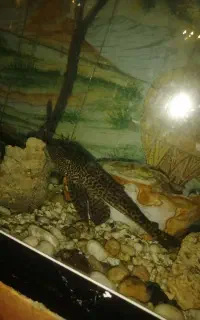 لجن خوار