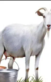 شیر تازه بز همه روزه موجود میباشد