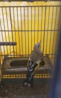 سهره بالغ و جوجه