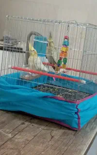 عروس هلندی نر و ماده