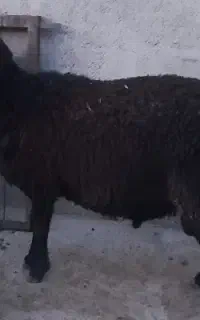 بره نر