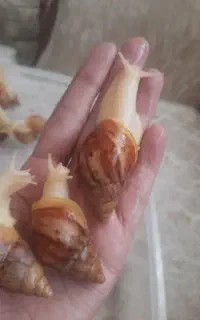 حلزون آچاتینا