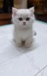 ‌خریدارم