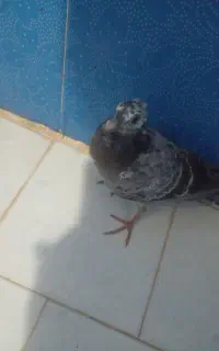 کفتر