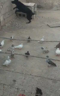 تعدادی کبوتر به فروش می‌رسد