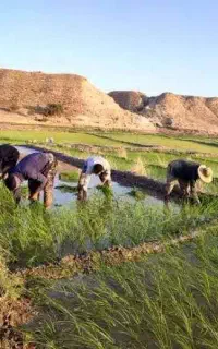 نیازمند کارگر تولک کار برنج