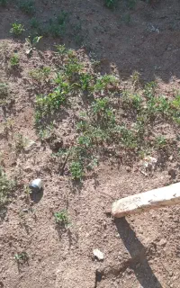 نهال گوجه