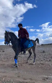 اسب ترکی