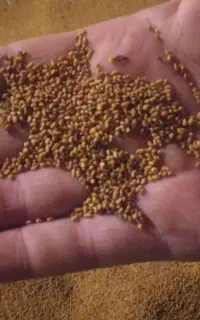 تخم یونجه بمی اصلاح شده کیلویی یک میلیون صد