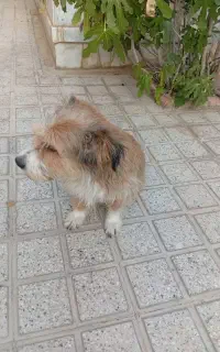 جفتگیری سگ اشپیتز طلایی
