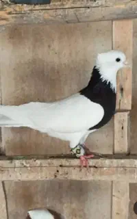 معاوضه وسایل موتور
