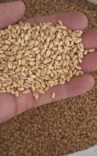 گندم رقم پیشگام امسالی بوجاری شده جهت کشت