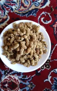کشته توت