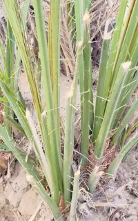 فروش پاجوش درجه یک کلوته