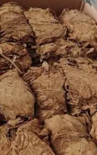 کاهو زرد