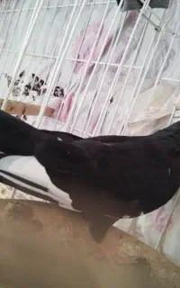 کبوتر رنگی سفید کله زرد و هندی و بوشهری