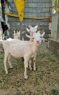 بزغاله سانن اصل