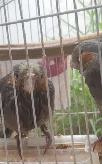 طوطی عروس