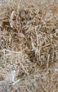 کاه لوبیا. کاه دیم