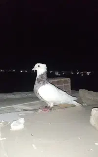 کبوتر طوقی معاوضه به شرط
