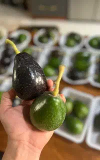 فروش اووکادو