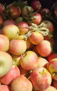 فروش سیب باغ شخصی