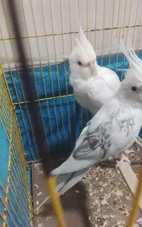 عروس هلندی جفت جوجه کشی