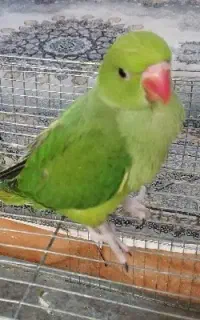 جوجه ملنگو