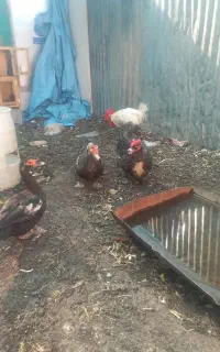 اردک شمالی