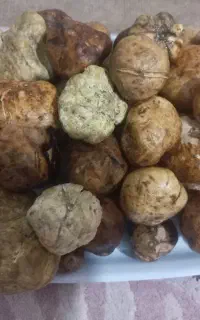 اغهر دنبلان