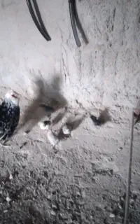 ۵ عدد جوجه گلین ۷ روزه